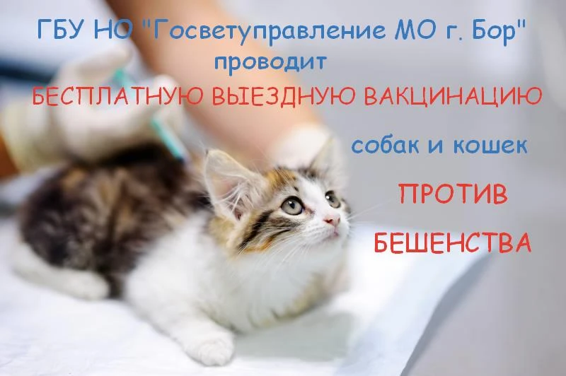 БЕСПЛАТНАЯ ВЫЕЗДНАЯ ВАКЦИНАЦИЯ ПРОТИВ БЕШЕНСТВА