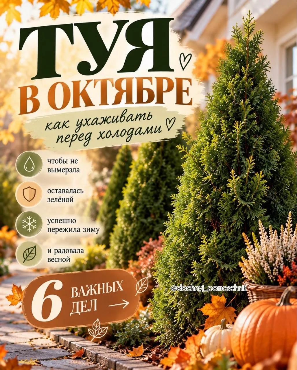 🌲 ТУЯ В ОКТЯБРЕ: что обязательно сделать перед холодами👍