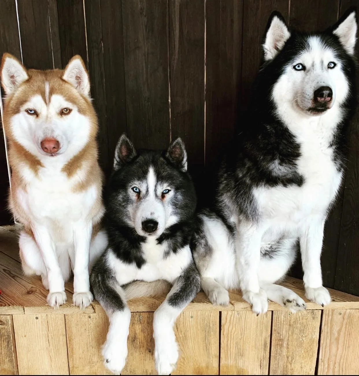 На Алтае нашли нарушения в питомнике с хаски и северными оленями 🦌 🐕