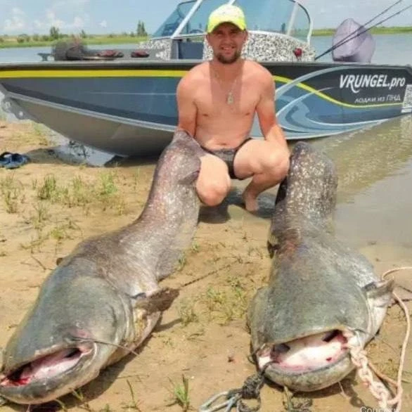 🐟 Таганрожец выловил двух гигантских сомов в Кулешовке — суммарно 114 килограммов 
 
Игорь отправил