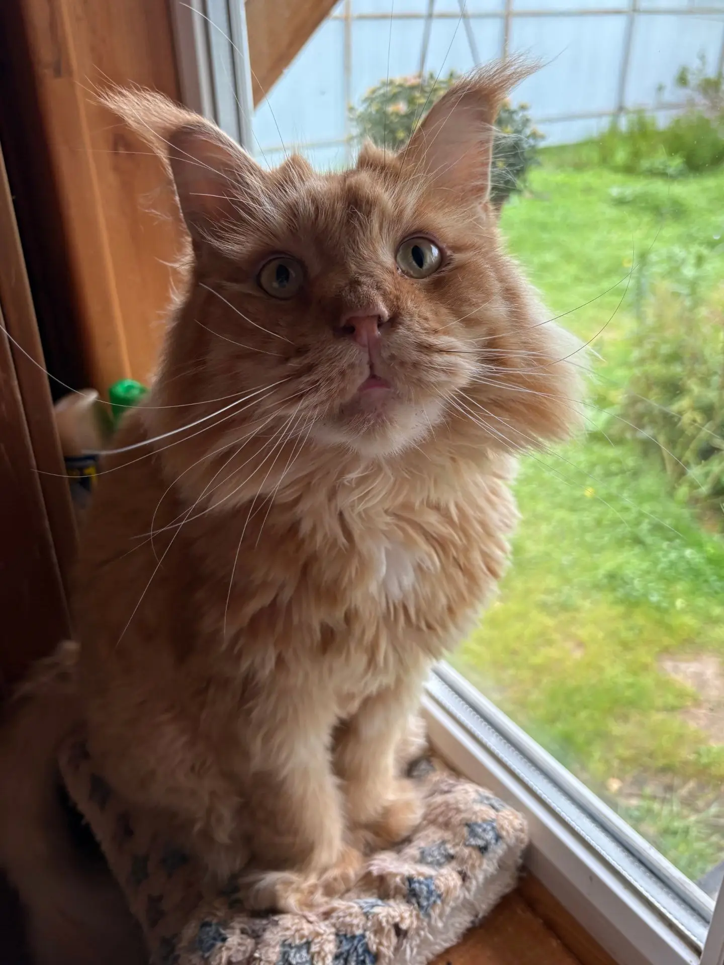 Лев🦁