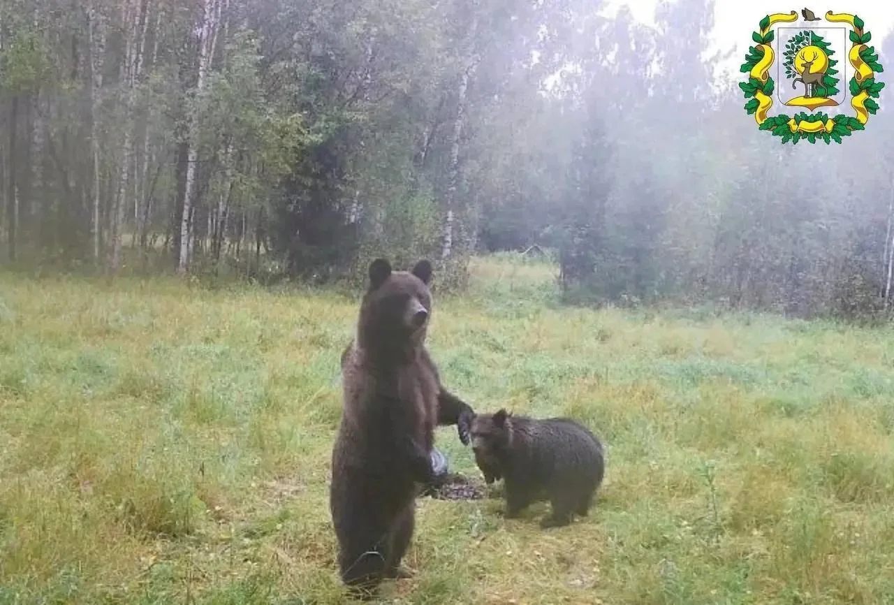 В Сокольском округе фотоловушка зафиксировала медведицу с детёнышами.