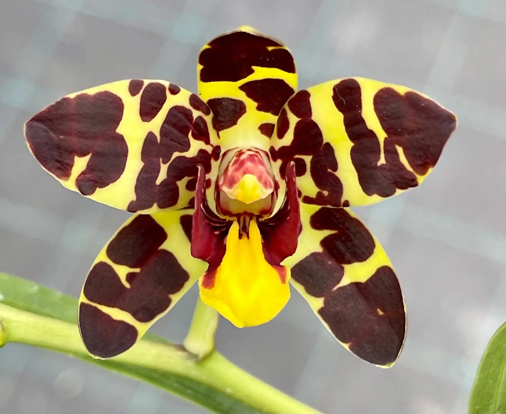 🌺Anselia Africana