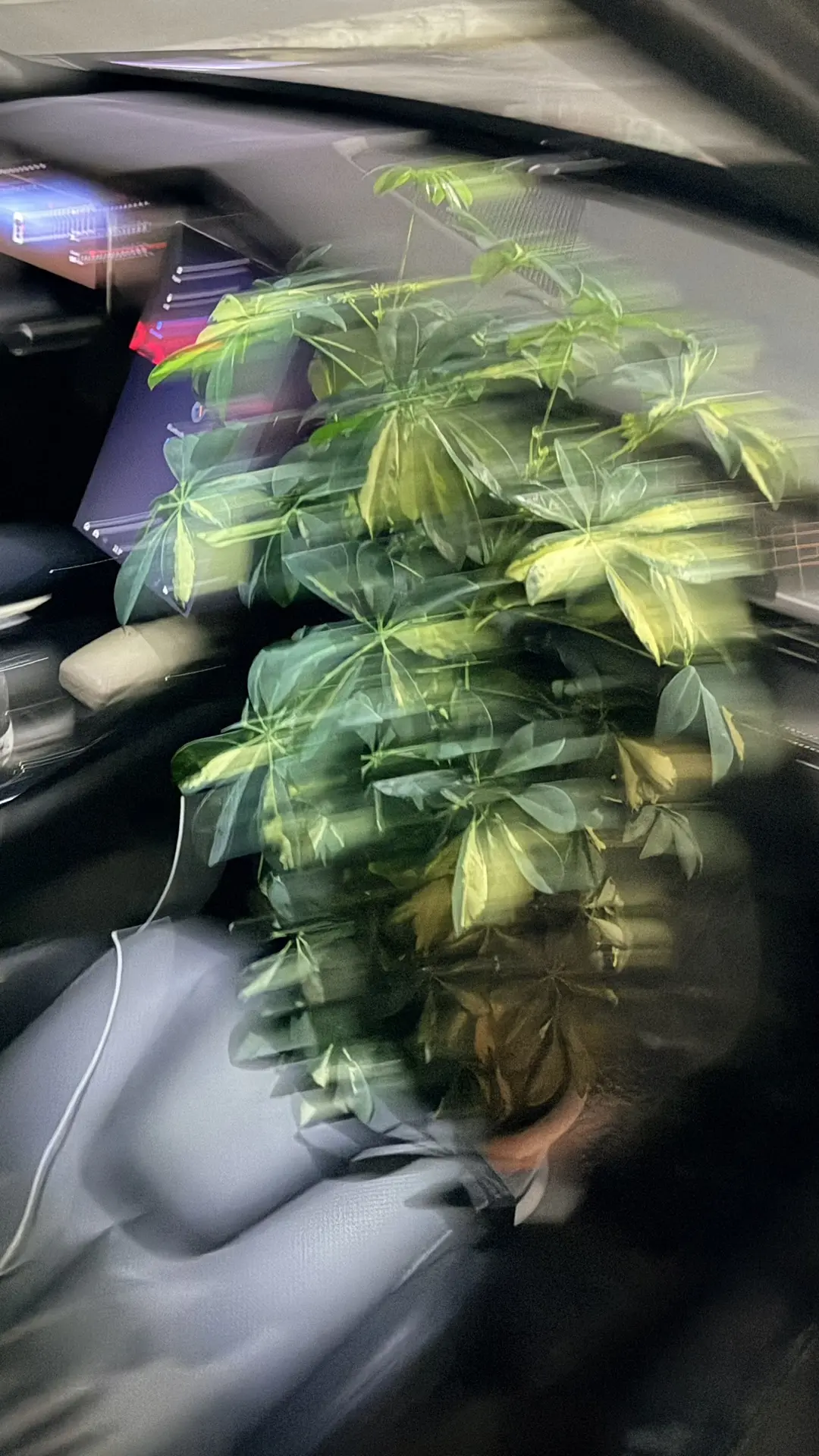 Везу ещё одного красавчика в гештальт-рум 🌺