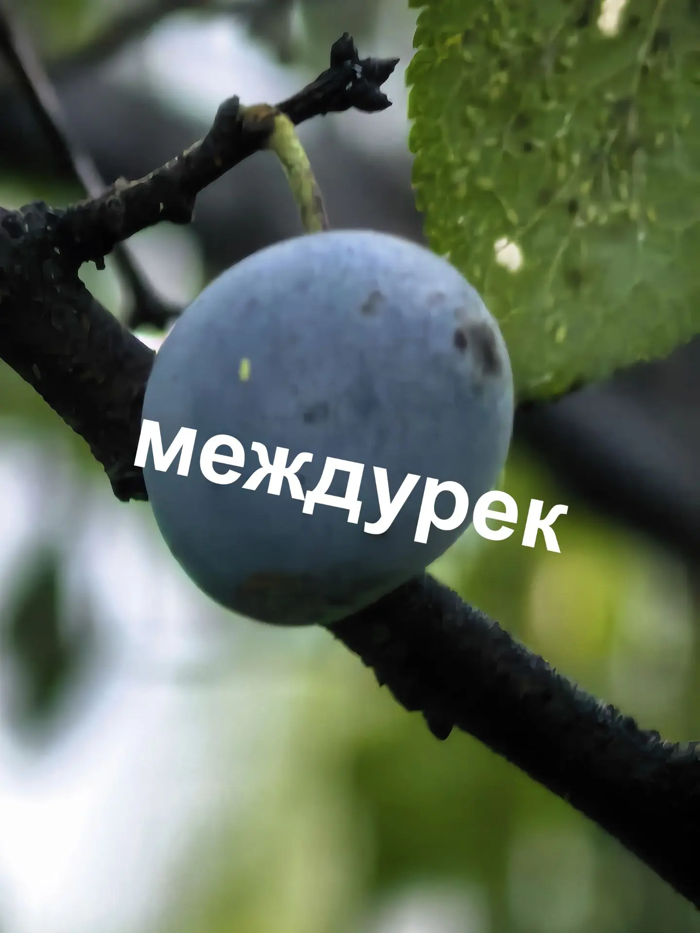 Наши подписчики заметили плодовое дерево, которое, по всем канонам сибирского климата, ...