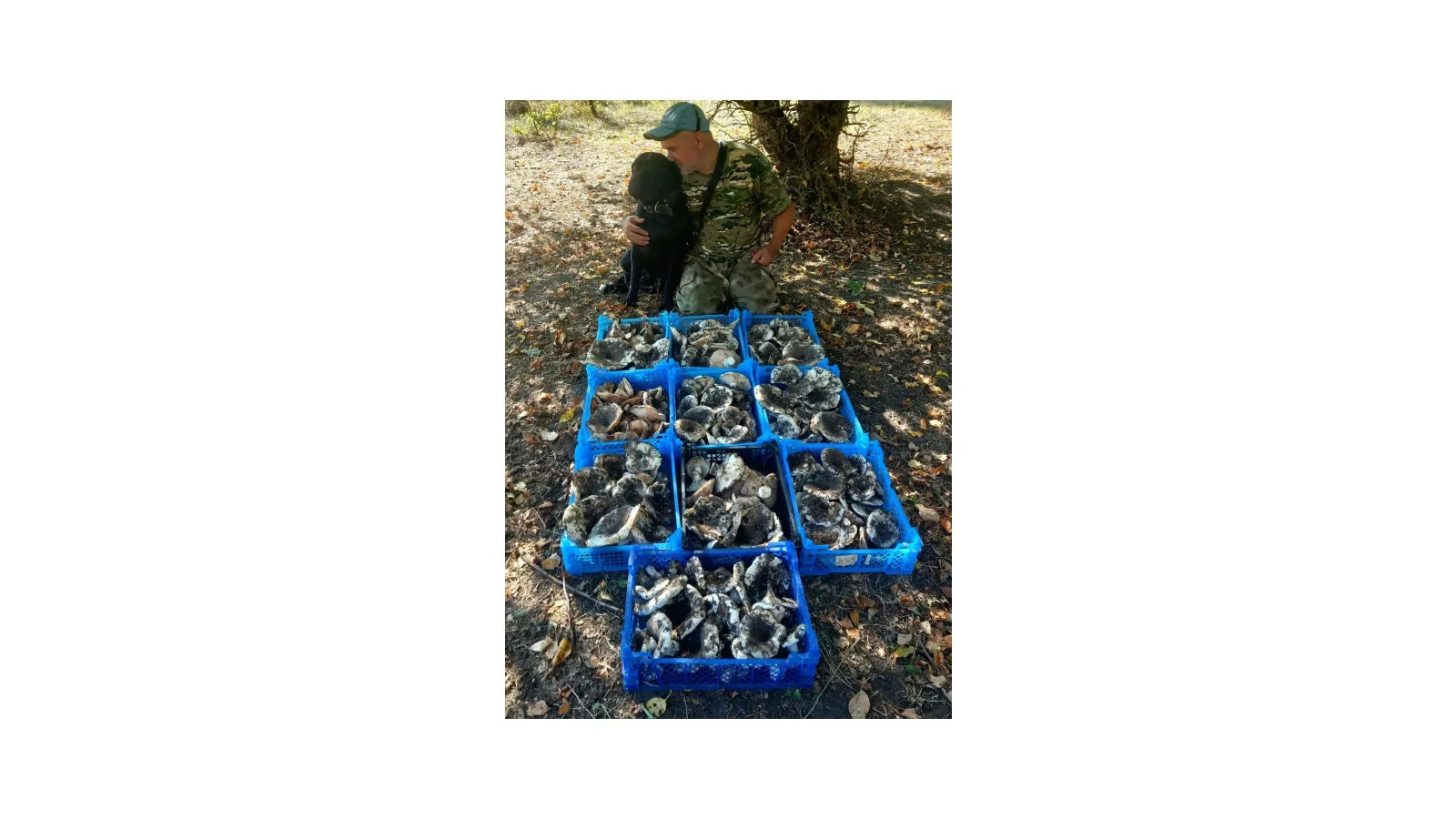 🍄 Вот это грибной улов!