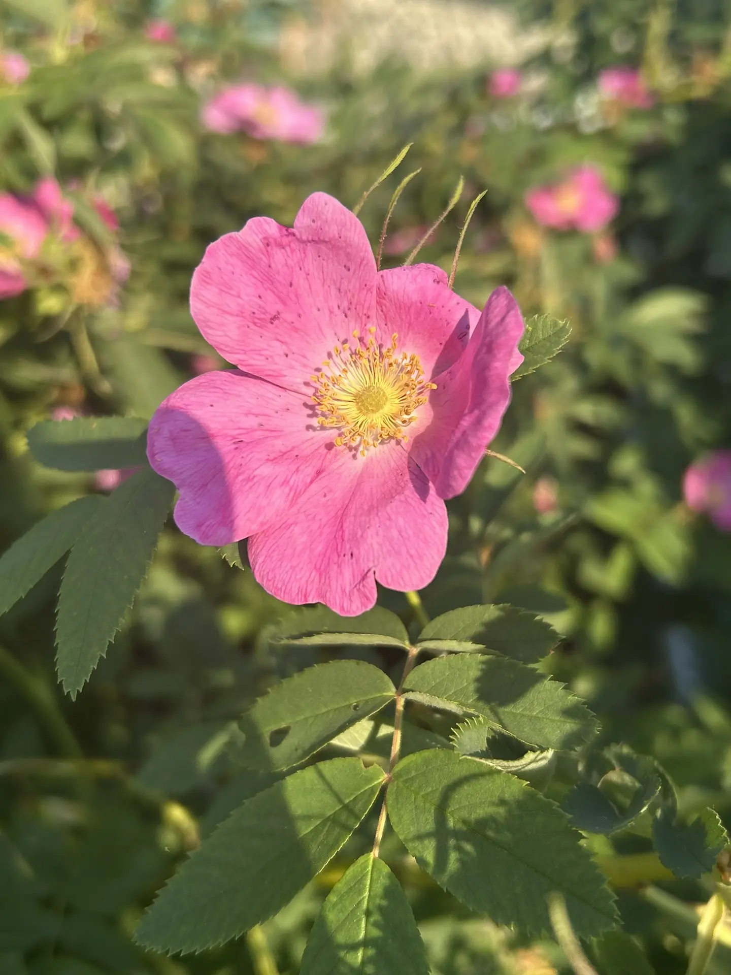 Доброе утро, верхнеуслонцы🌸