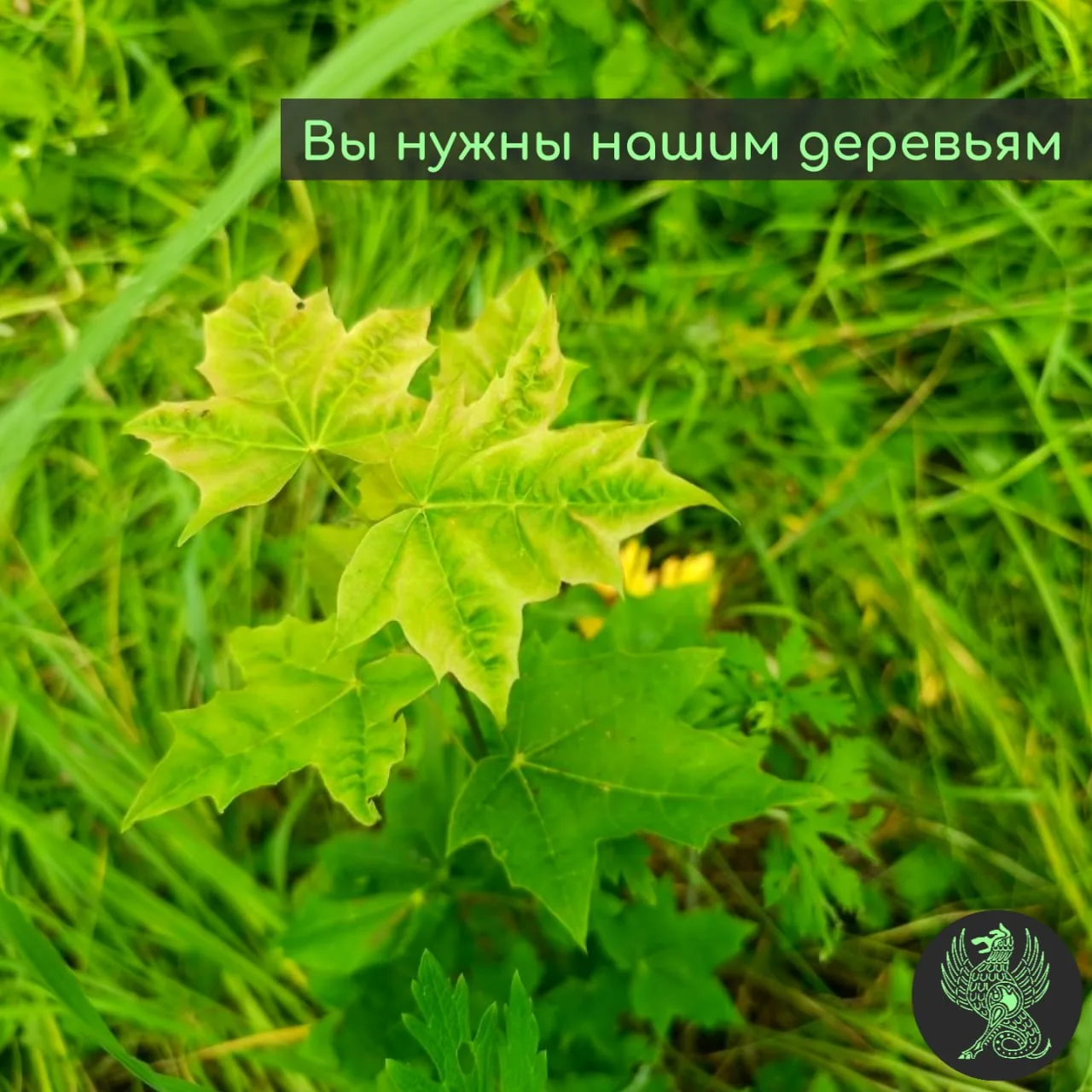 Вы нужны нашим деревьям

Многие из вас были на посадках в Угре. Кто-то приезжал прошлой осенью, кто-