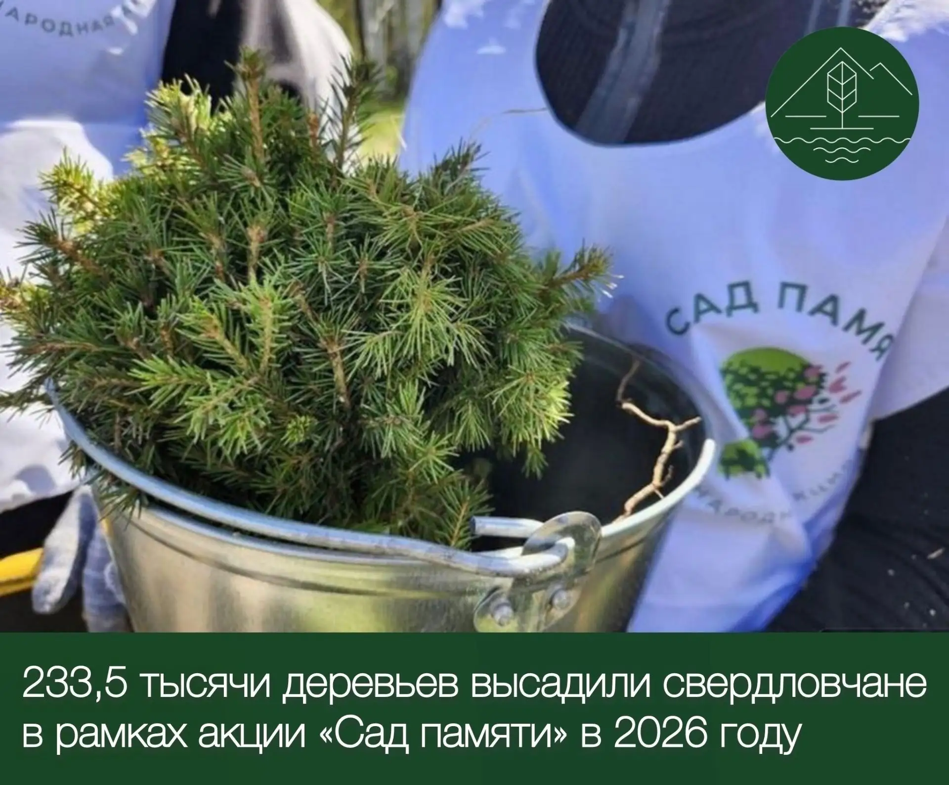 Более 233 тысяч деревьев высадили на Урале в память о героях войны

В Свердловской области завершила