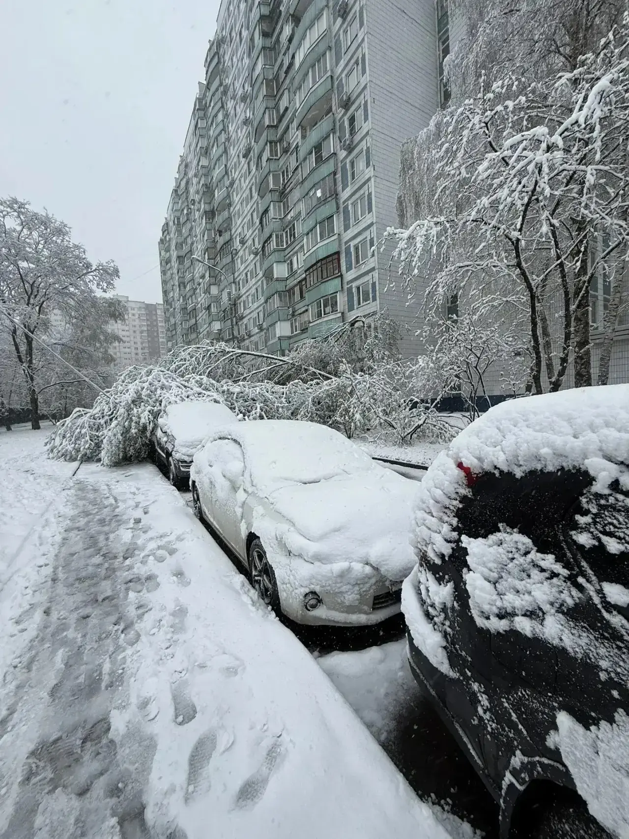 Деревья массово падают на автомобили в Крылатском и Кунцево из-за шквального ветра и снега, сообщают