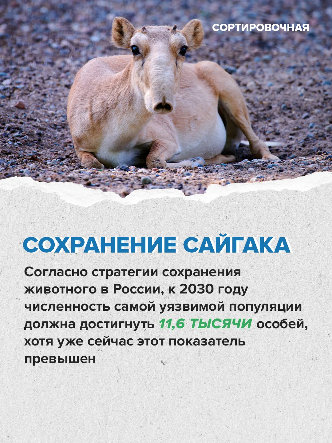 ❤️ Сегодня отмечаем Международный день сайгака  Праздник призван привлечь внимание к сохранению этог