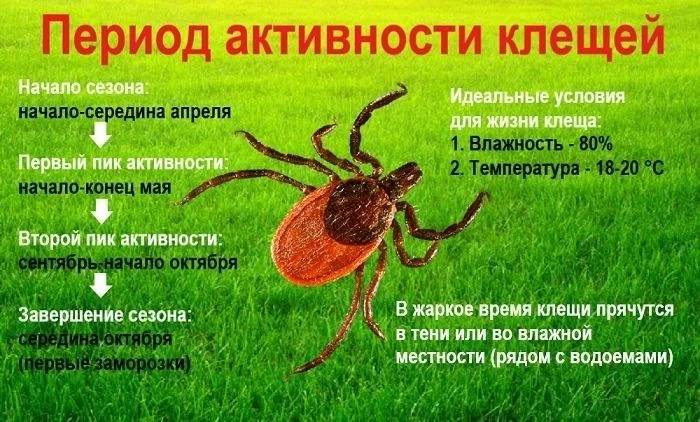 Роспотребнадзор предупреждает: сезон активности опасных клещей продлится до самых холодов