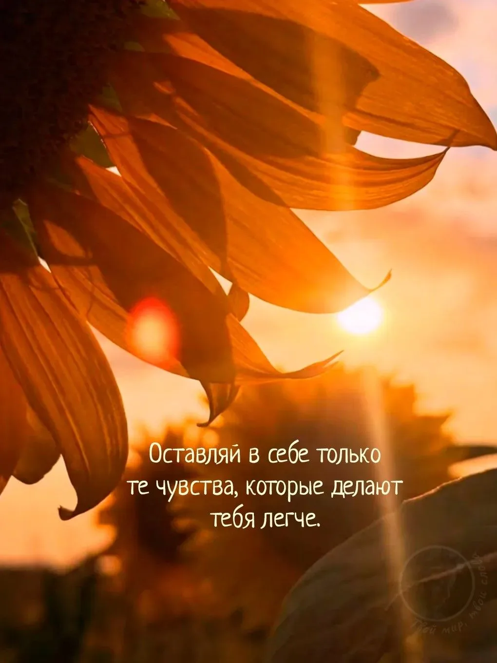 Цитата дня. 👉 Оставляй в себе только те чувства, которые делают тебя легче…