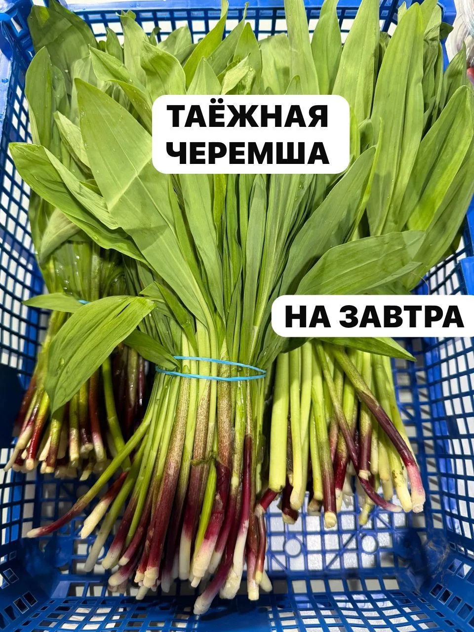 *ДОБРЫЙ ВЕЧЕР! 🌆 ЕЩЕ Принимаем заказы  НА ЗАВТРА НА ДИКУЮ ТАЁЖНУЮ ЧЕРЕМШУ 1250 руб кг Заказать : 🏃‍➡