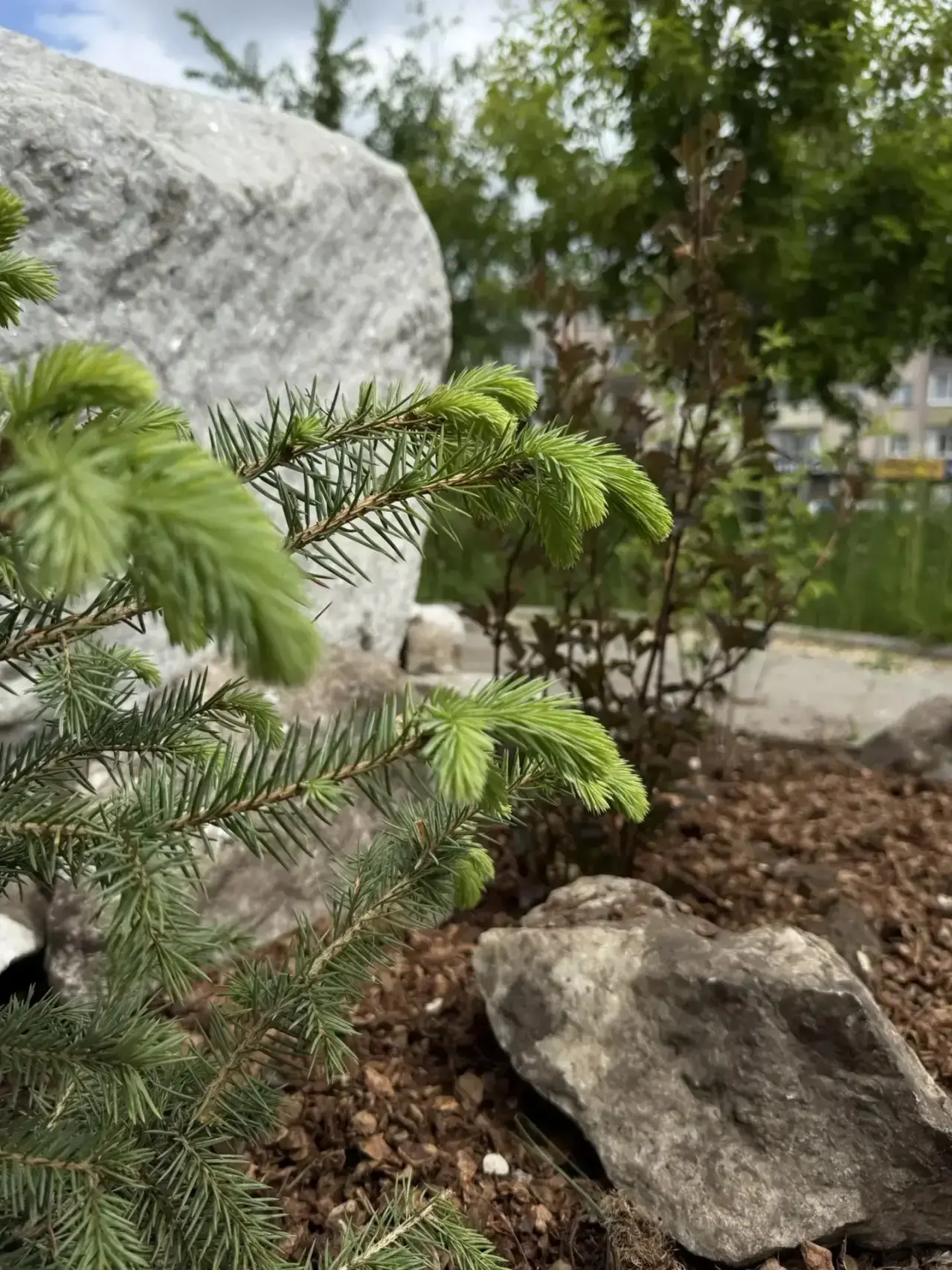 🌱 На Элеваторе стало зеленее: высадили ели и кустарники