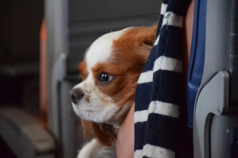 🐶 «Аэрофлот» напомнил о правилах перевозки домашних животных после двух громких истори...
