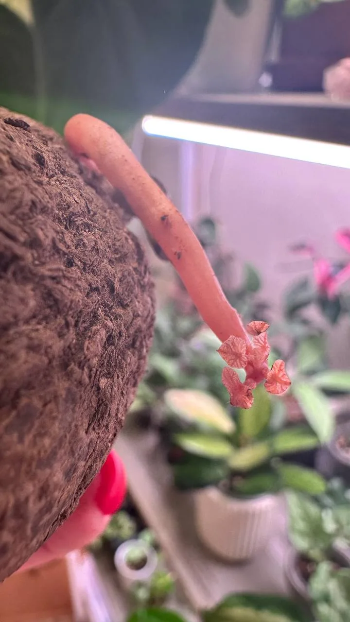 🥔 Картошка с Озона, которая есть уже у каждого цветовода😅
