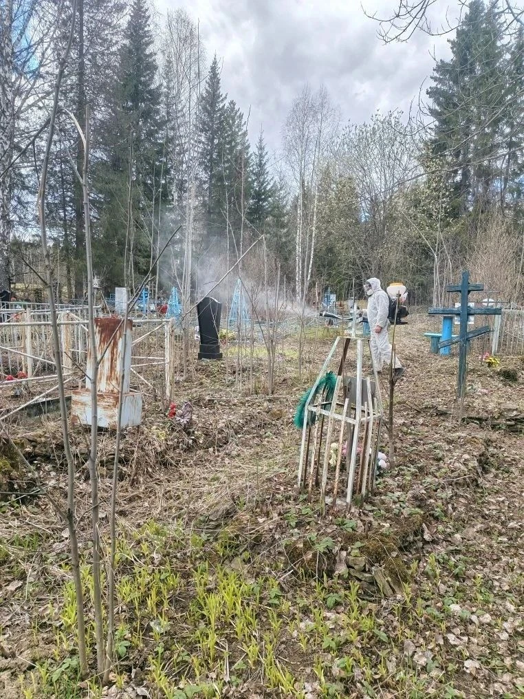 На территории Ачитского муниципального округа проведена акарицидная обработка кладбищ и...