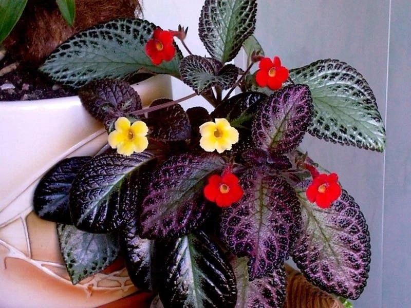 ЭПИСЦИЯ🌿