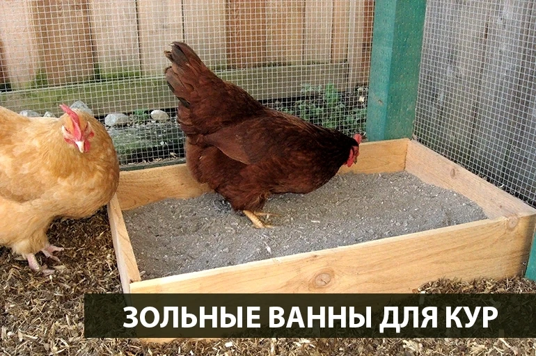 Песочно-зольные ванны (пылевые ванны) для кур 👇🏻