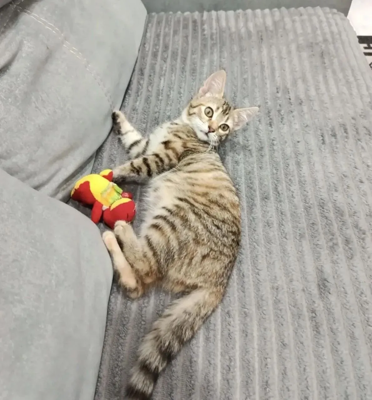 📢 АЗОВ 🐈ЧЬЯ ПОТЕРЯШКА❓
Приблудилась кошечка. Видно домашняя, не уличная. 
Прибилась в Азове, в мик