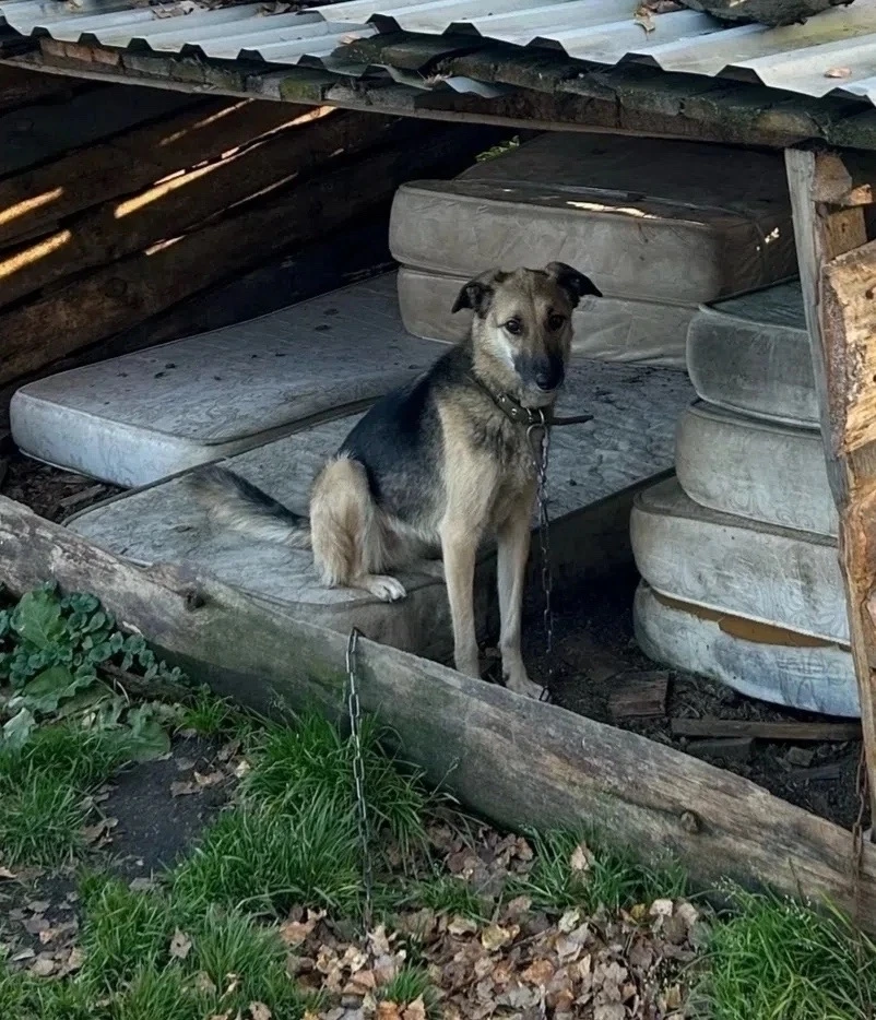 🌟 Подопечная Первоуральского Приюта ищет дом ❤