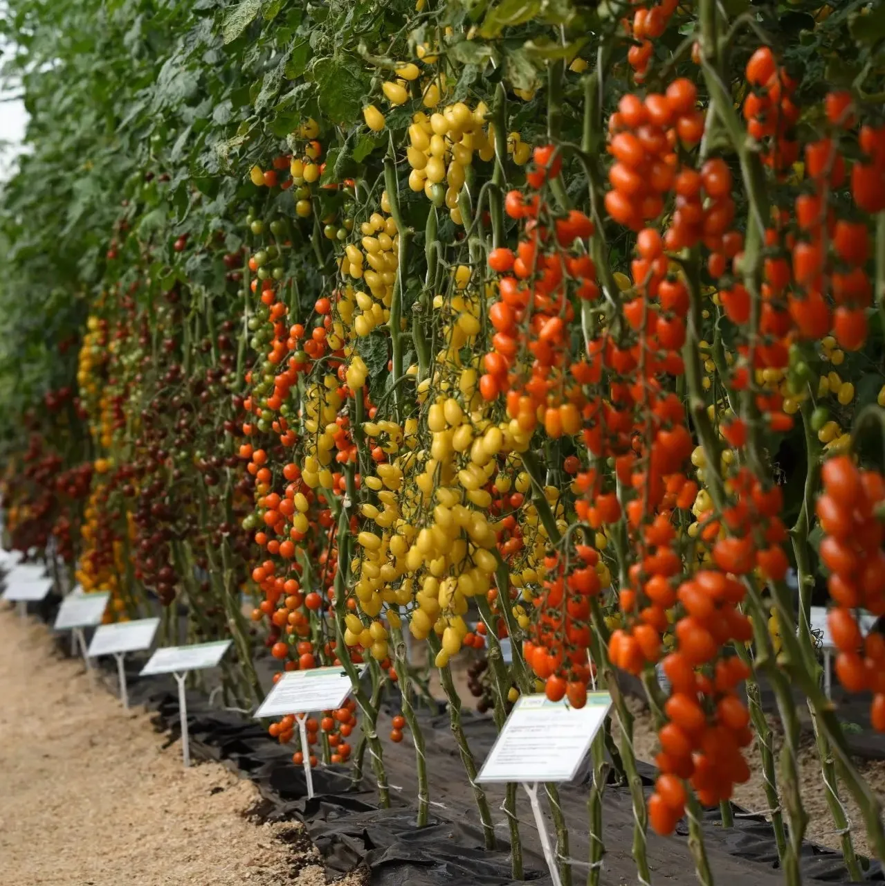 Удаляем листья у томата по правилам!
 
ДЛЯ ЧЕГО? 
Чтобы улучшить проветривание растений и сместить и