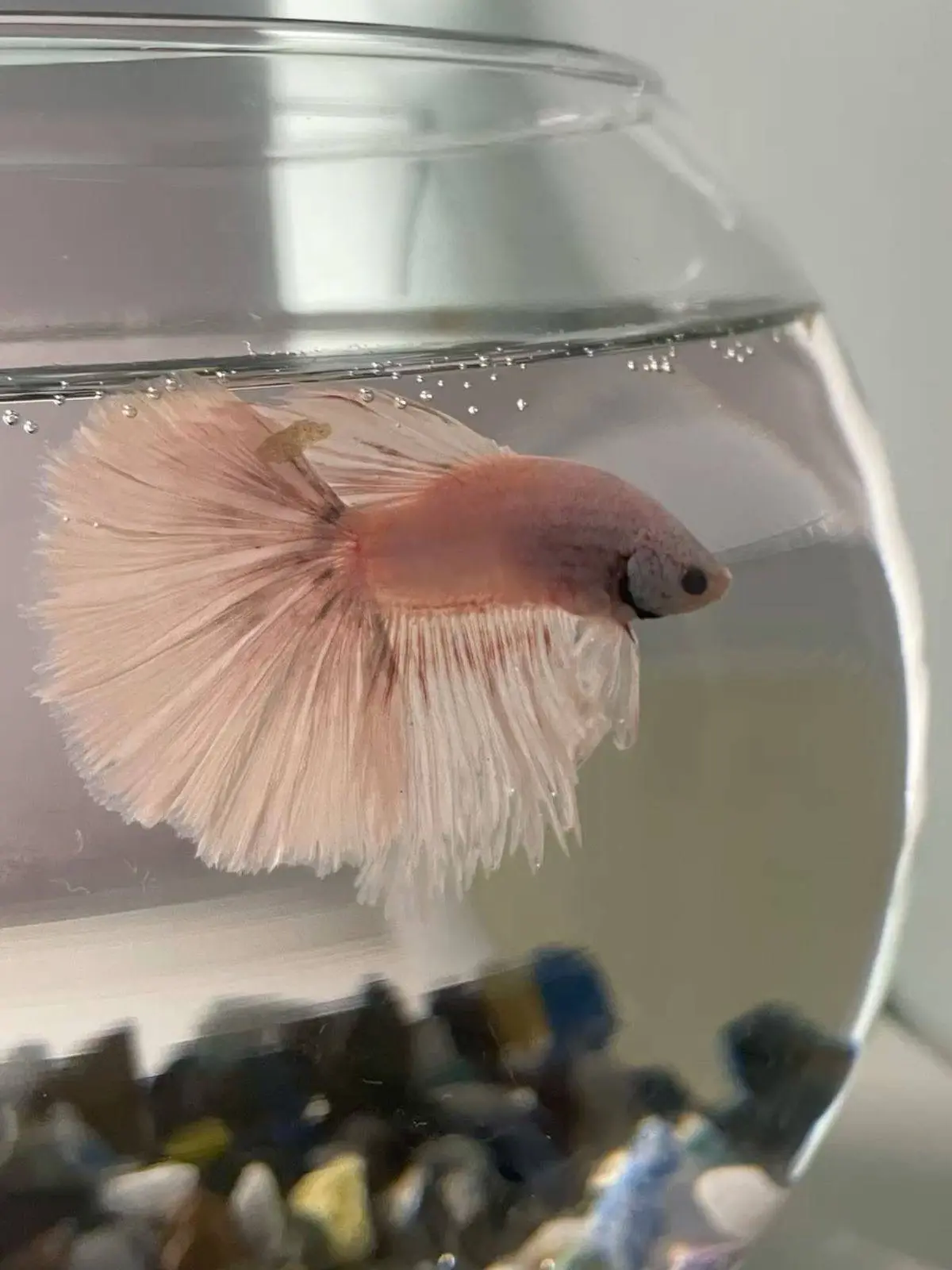 Рыбы умеют узнавать себя в отражении 🐟

Некоторые виды проходят зеркальный тест. Это признак самосо