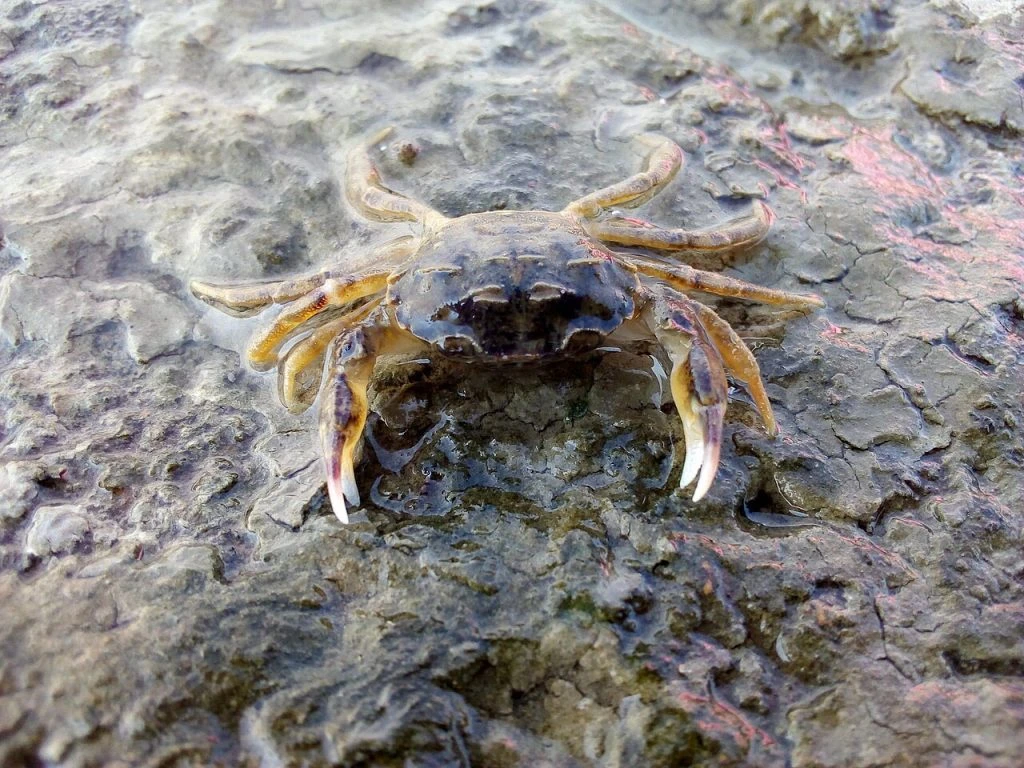 🌊 В Азовском море поселился грязевой краб-американец