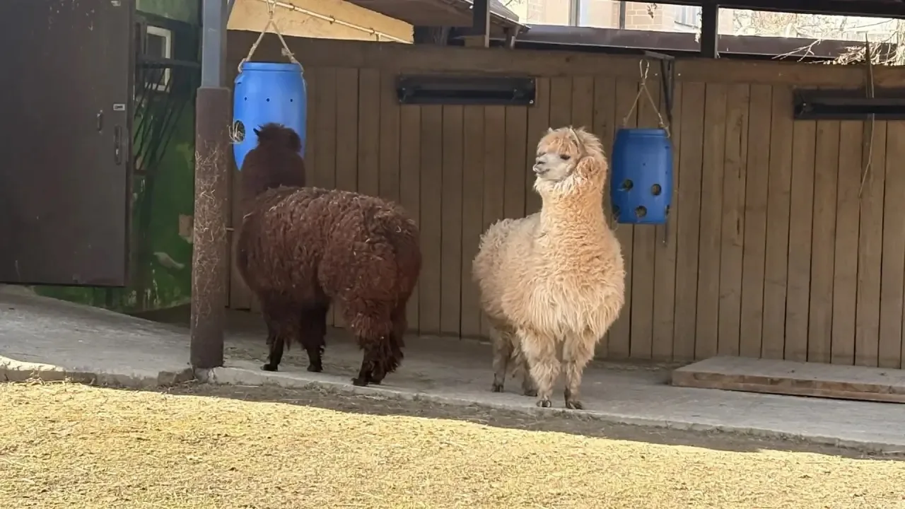 🦒Каникулы в дикой природе!  В самом сердце нашего города, под открытым небом, раскинулся целый живот