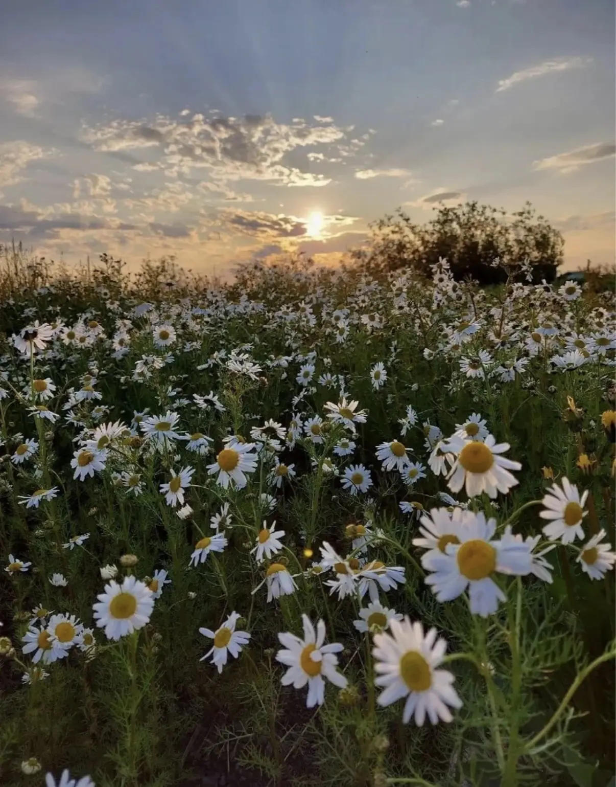 Загляните в объектив — там расцвела ромашка! 📸🌼

🧑‍🧑‍🧒‍🧒Совсем скоро вся страна будет отмечать