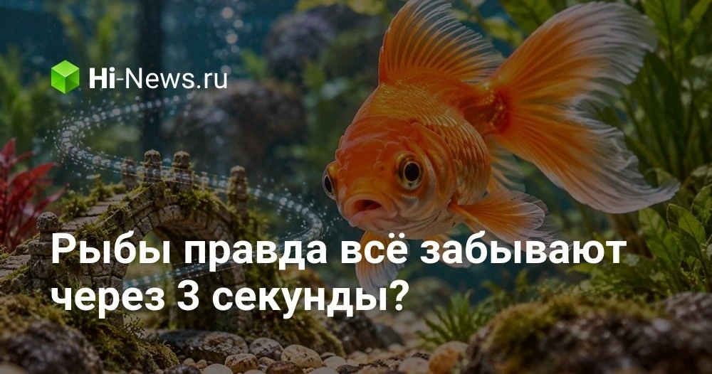 Память золотой рыбки: мифы, эксперименты и неожиданные способности аквариумных питомцев