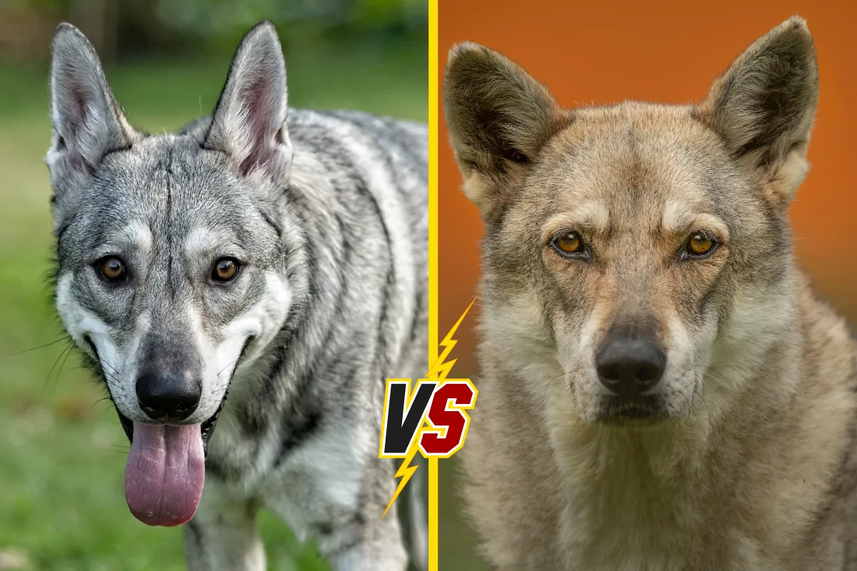 🐺 Какие породы собак генетически ближе всего к волку — и почему это не хаски

Если судить по внешно