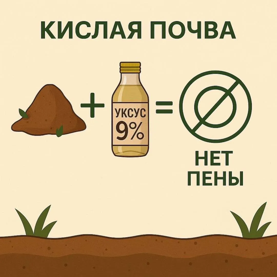 Проверяем почву  на кислотность за 1 минуту: нужен только 9% уксус!