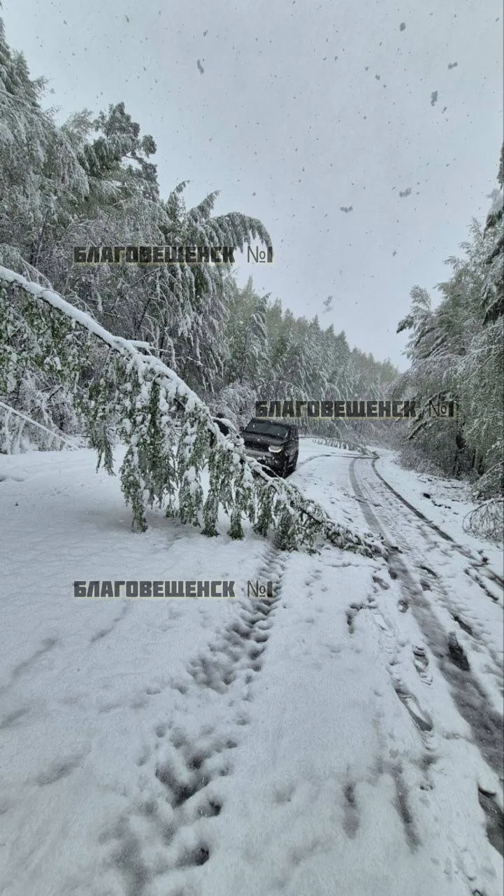 🥶Тындинский округ завалило снегом (фото)  А дороги — деревьями. На снимках — Ларба-Лопча 25.05.26.  