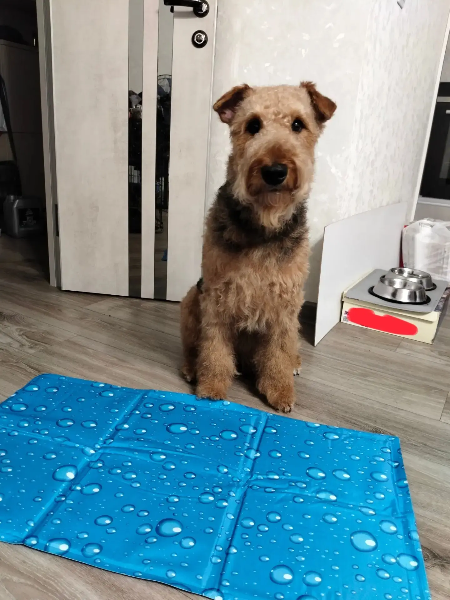 Охлаждающий коврик из конкурса в Max уже у победителя 🐶

Пока жаркая погода решила взять отпуск и в