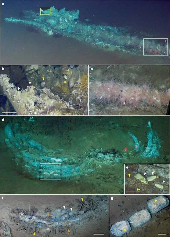 🐋 Крупное китовое кладбище найдено в Индийском океане

Судя по всему, тут киты случайно или намерен