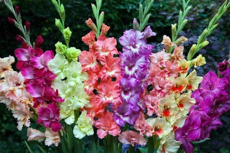 🪸 Сажаем гладиолусы правильно: выбор удобрений 🌸
