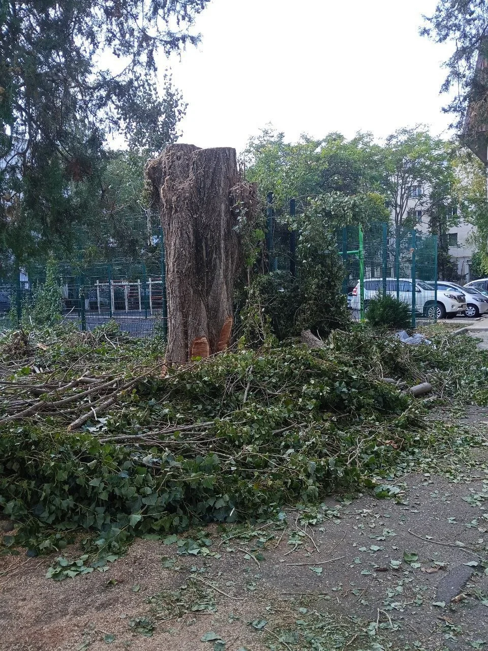 🌳 Во дворе на Терской и Горького спиливают крупные деревья