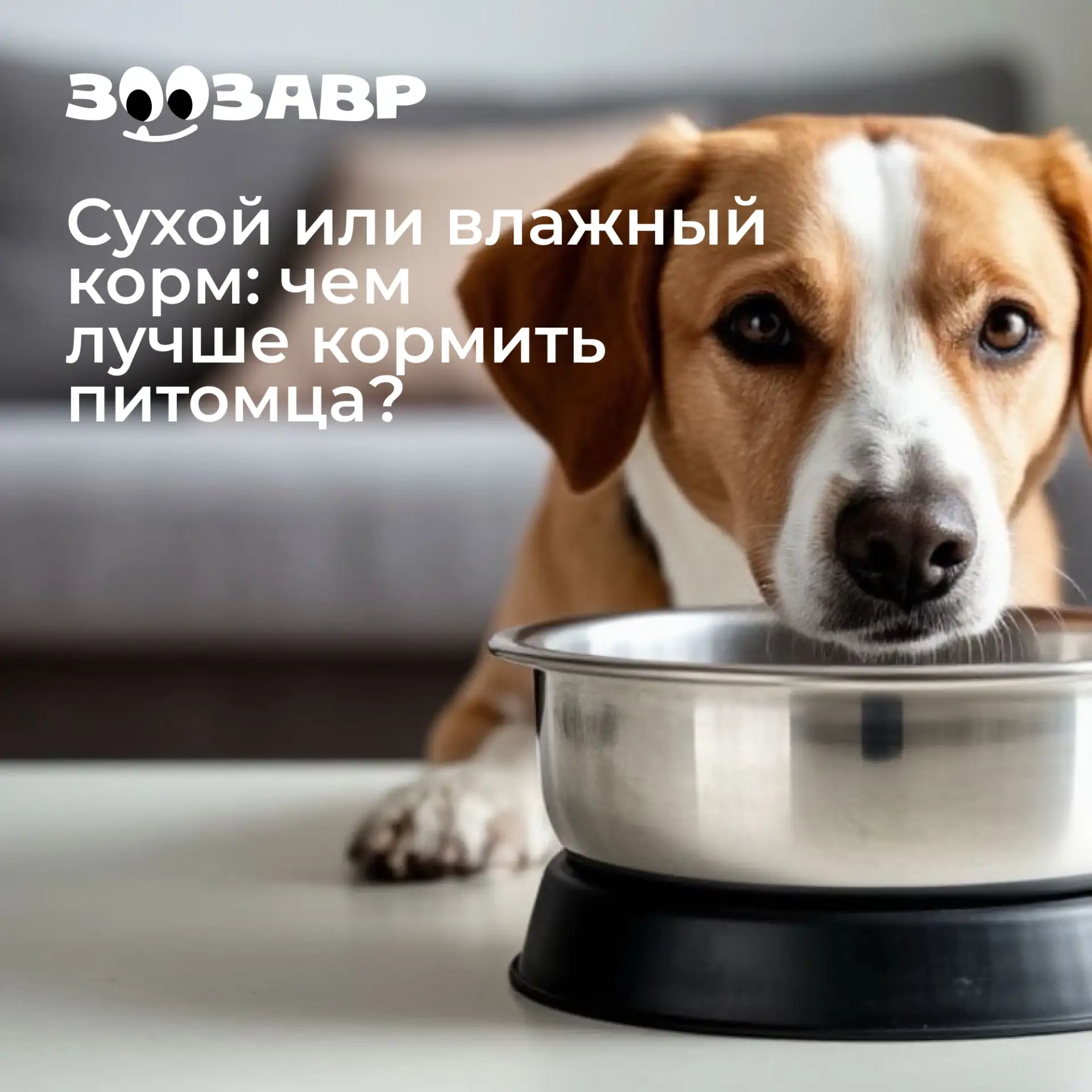 «Сушка» или консервы? 

Этот вопрос волнует многих владельцев кошек и собак. Одни считают, что питом