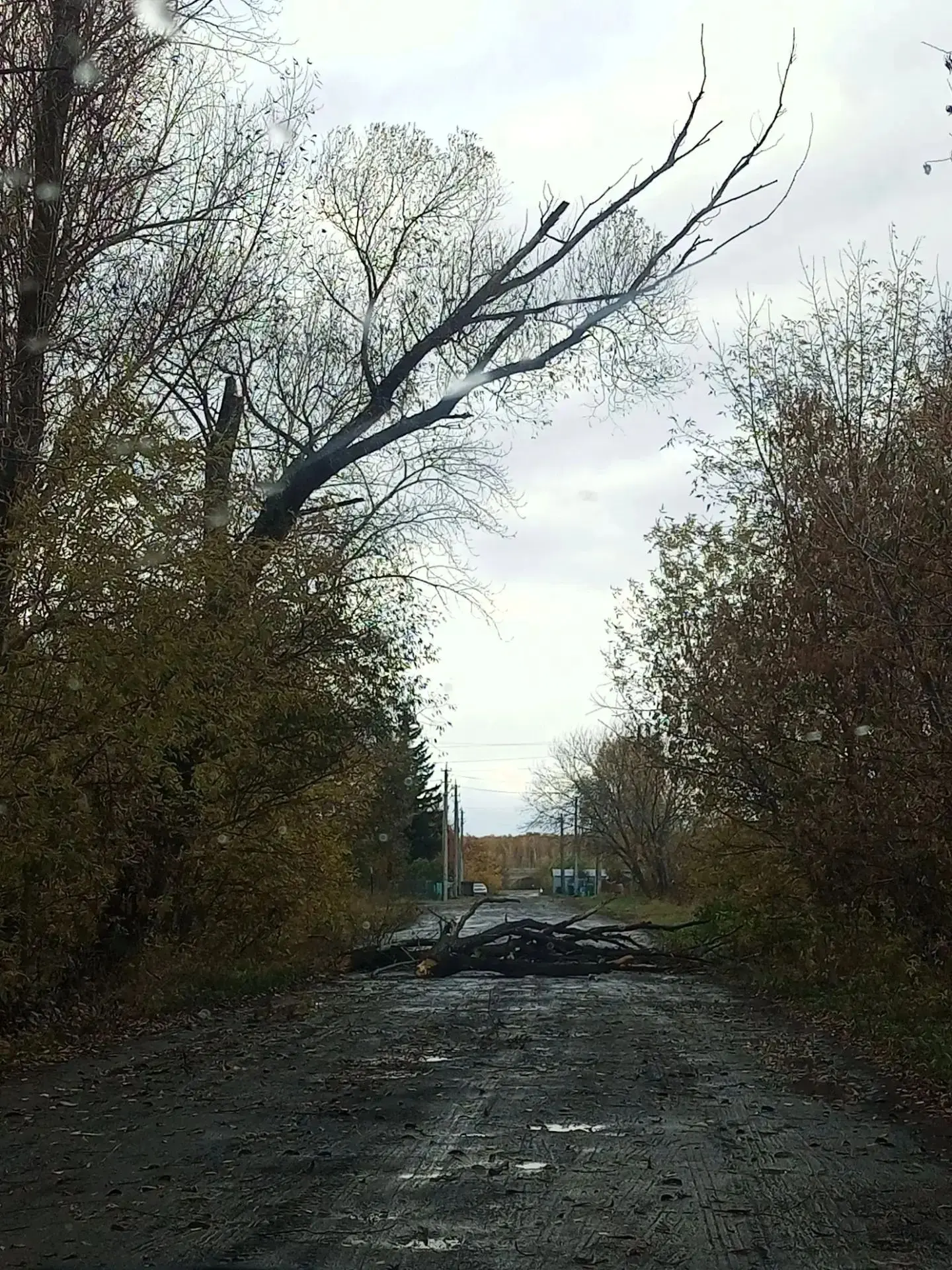 В посёлке Кайгородский сильный ветер повалил дерево