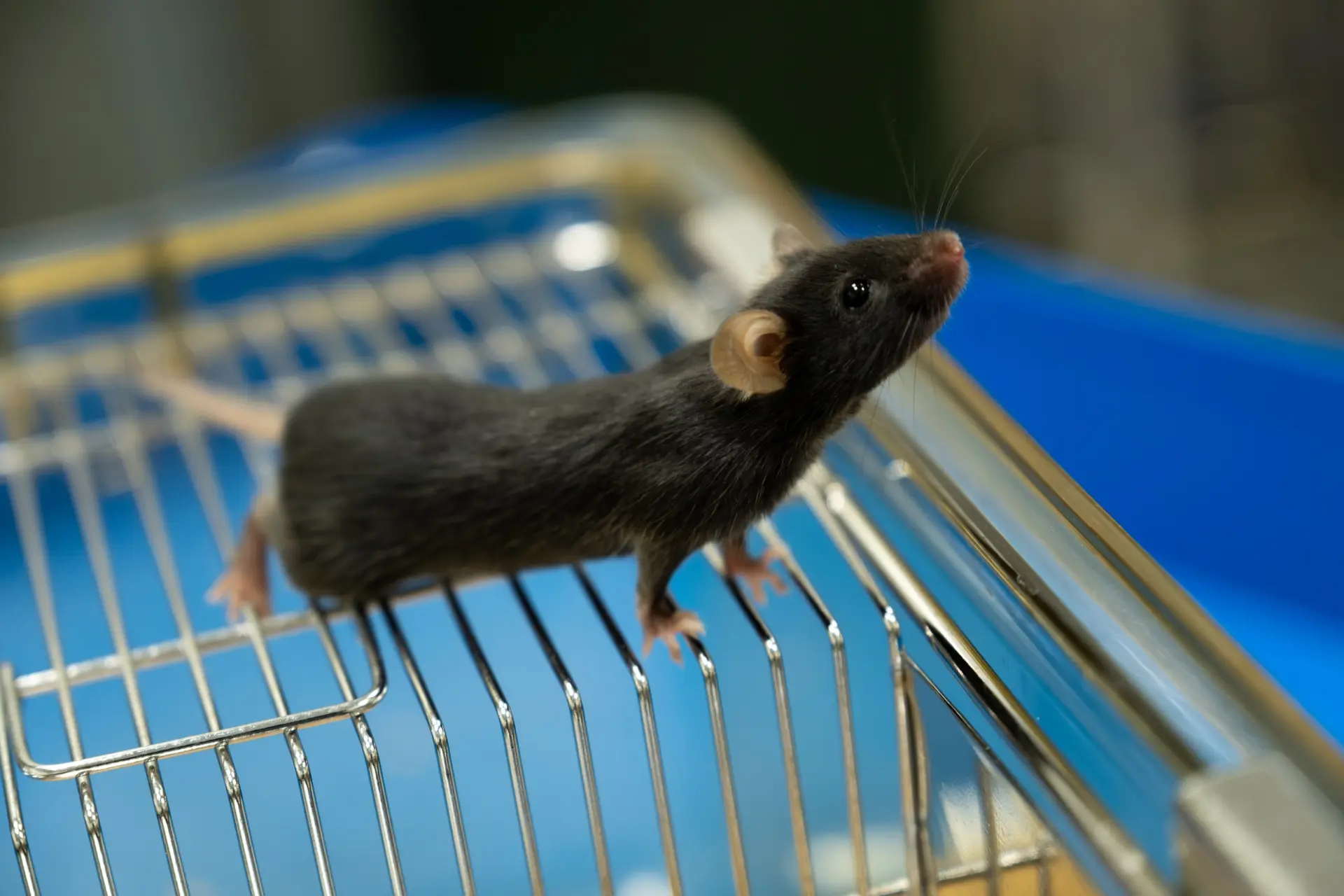 Университет биотехнологий усиливает научную базу запуском SPF-вивария 🐭  Проект реализуется в рамках