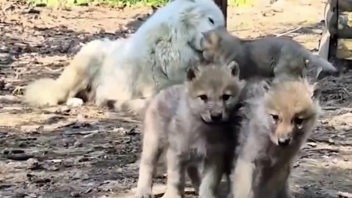 В хабаровском зоосаде «Приамурский» имени Сысоева пополнение. Полярные волки Герда и Шелдон стали ро