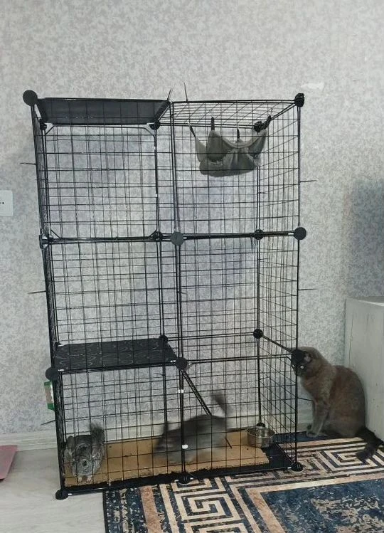 Отдам шиншил в самые добрые руки
