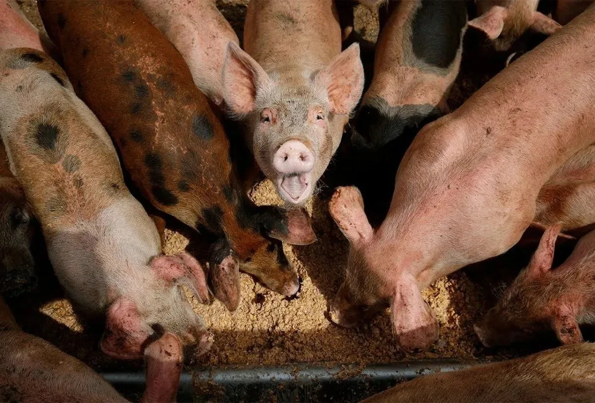 🐷 Африканская чума свиней (АЧС) 🚫✨ Особо опасная болезнь свиней, передается быстро, смертность высок
