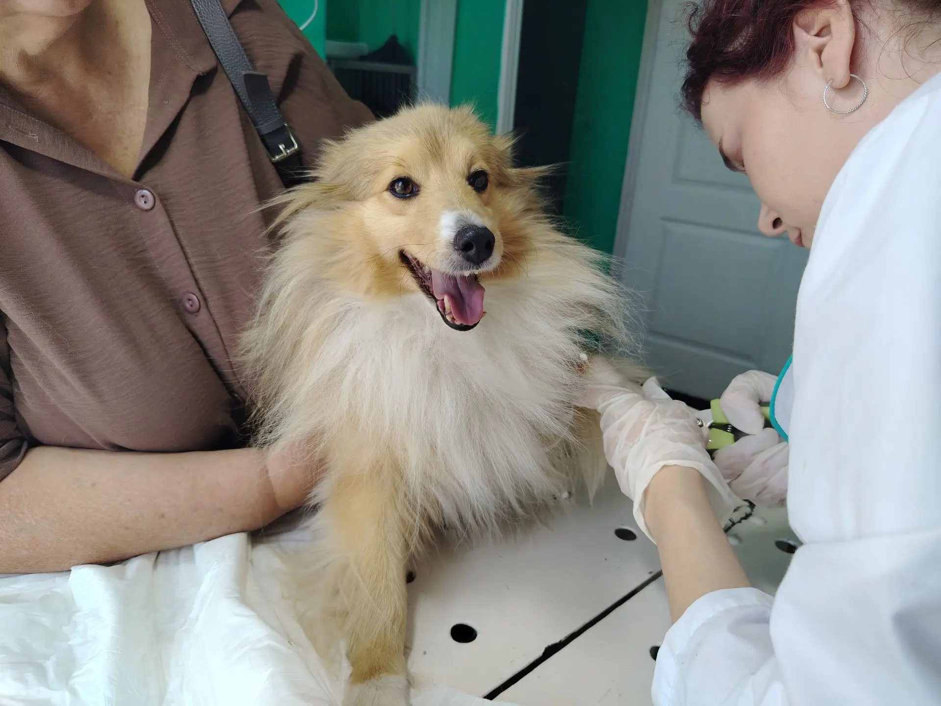 🐾 Один визит — двойная польза! 🐕‍🦺
