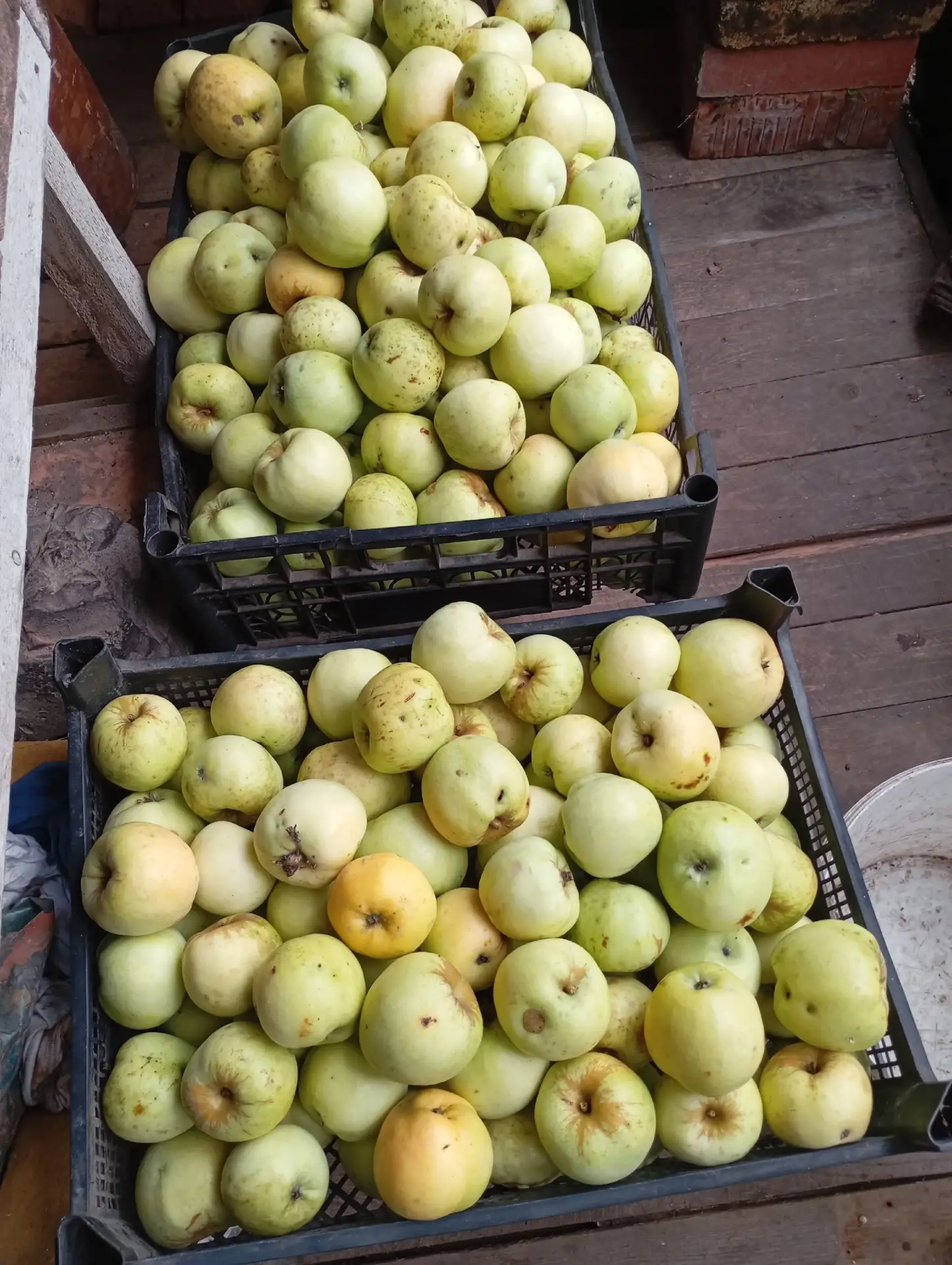Продаются яблоки Антоновка 🍎
