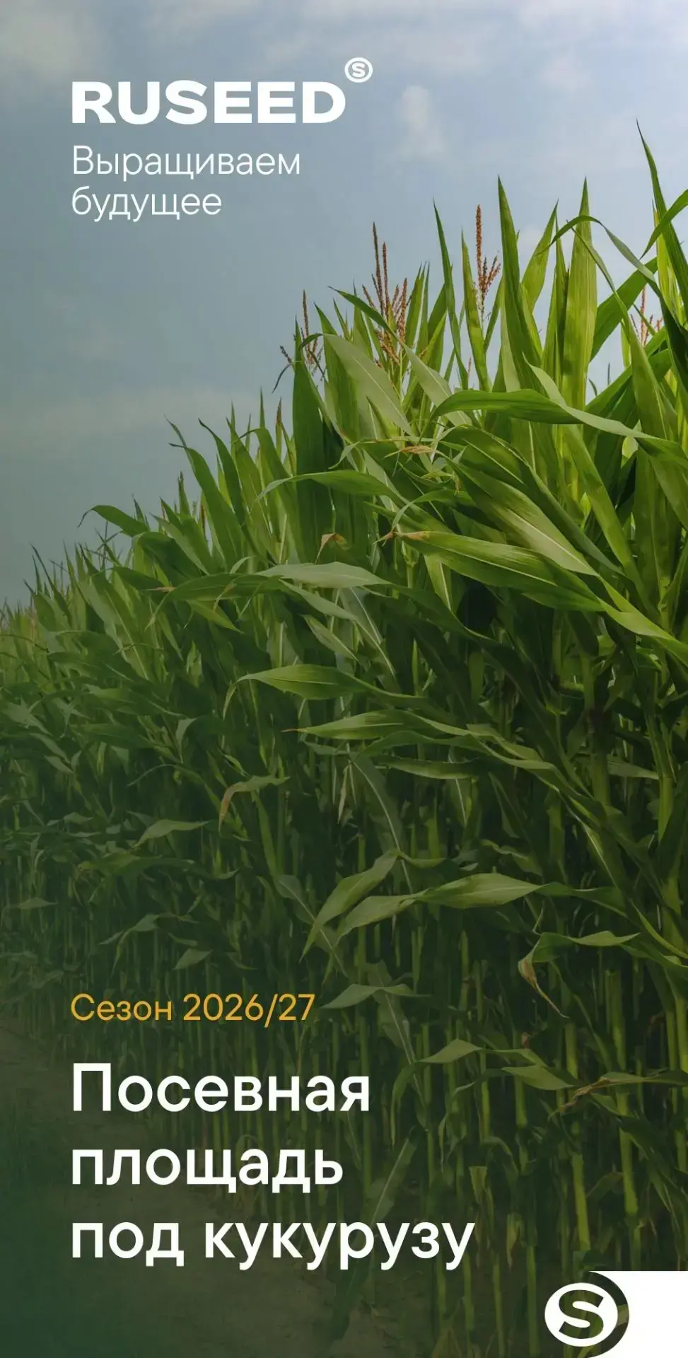🌽 Кукуруза-2026: площади стабильны, география производства меняется