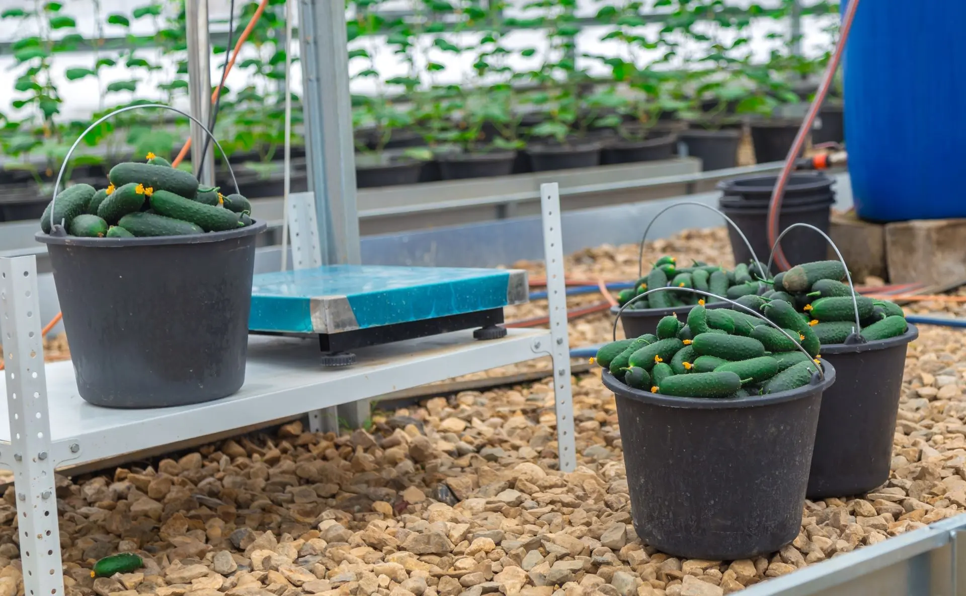 Иногда дачная теплица становится началом собственного дела 🌿
 
Наши клиенты начали с двух фермерски