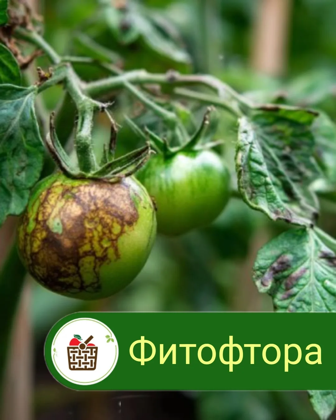 🍅🥔Дожди и прохлада — идеальные условия для фитофторы. Бурые пятна на листьях, чёрные ...